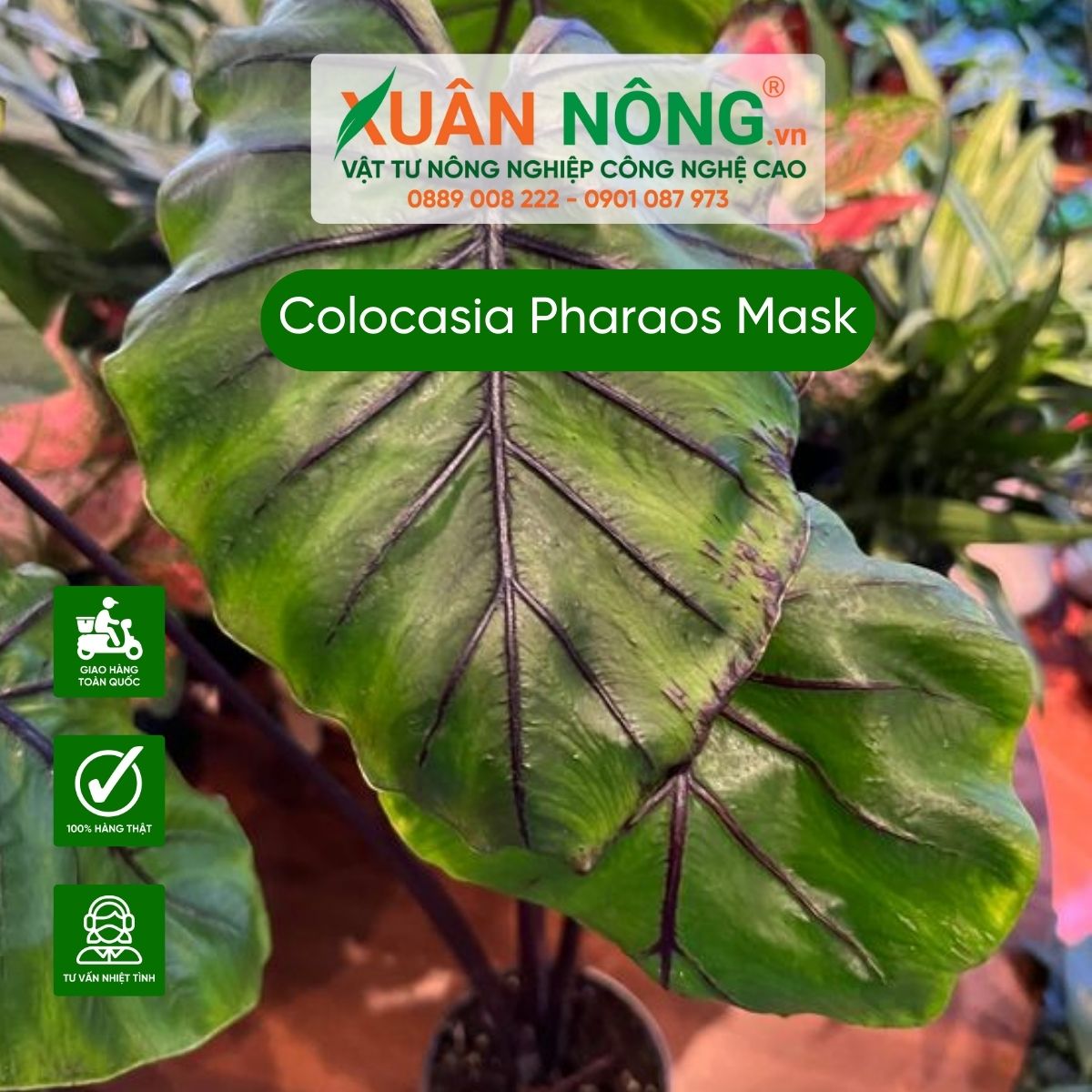 cach-trong-Colocasia-Pharaos-Mask