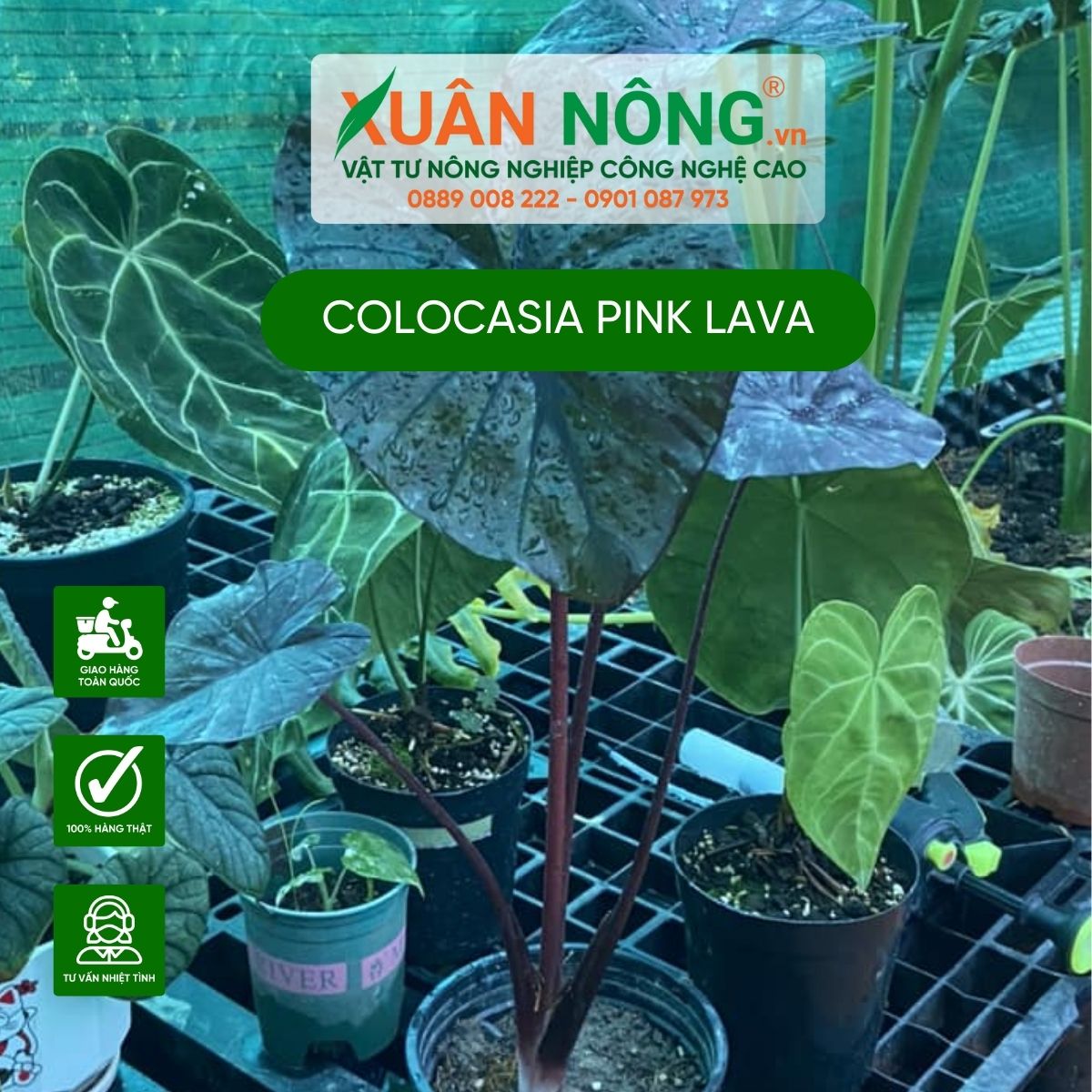 cach-trong-Colocasia-Pink-Lava