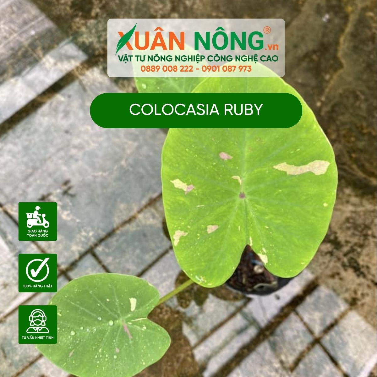 cach-trong-Colocasia-Ruby