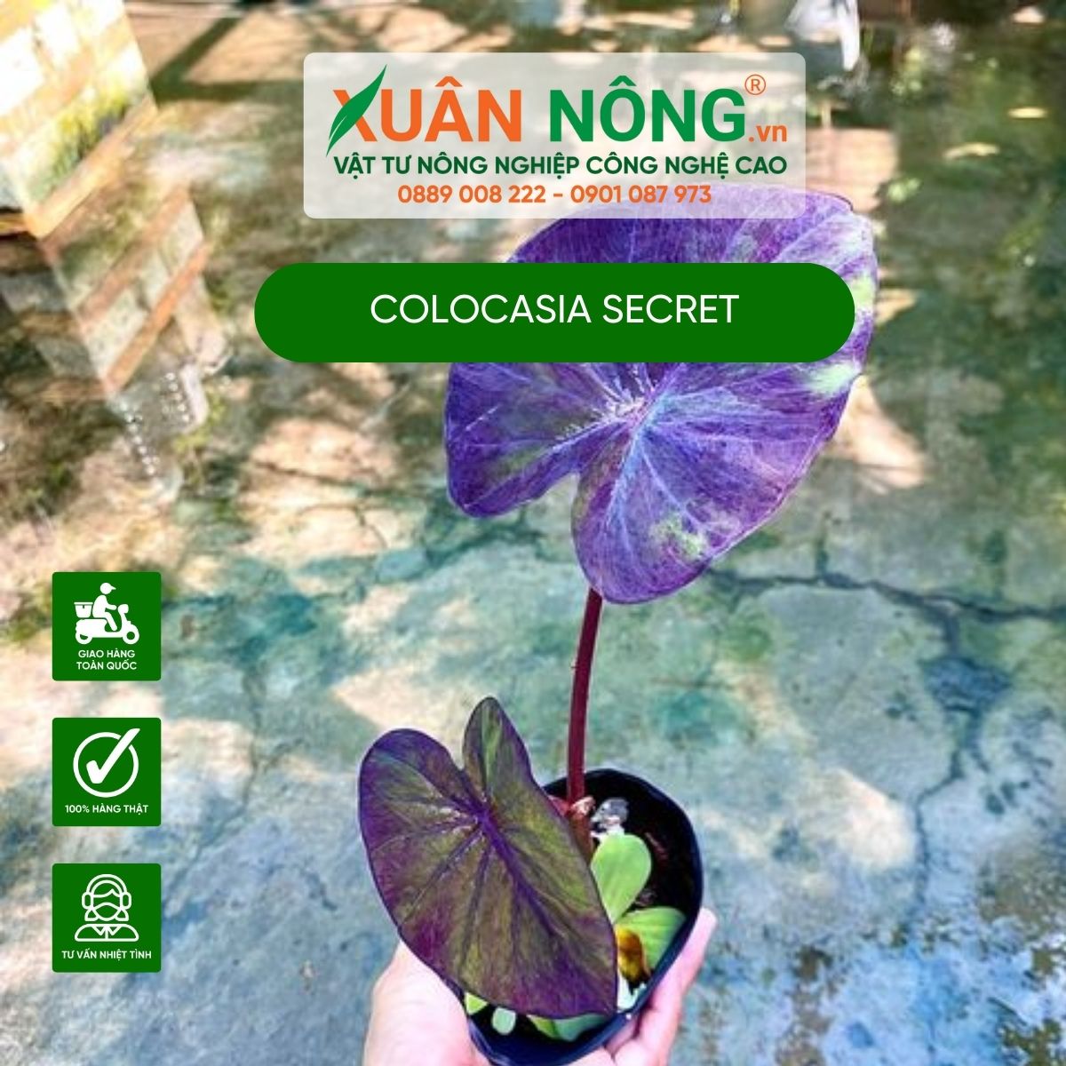 cach-trong-Colocasia-Secret