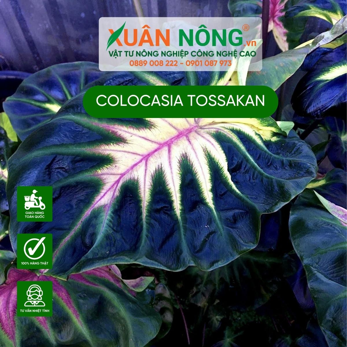 cach-trong-Colocasia-Tossakan