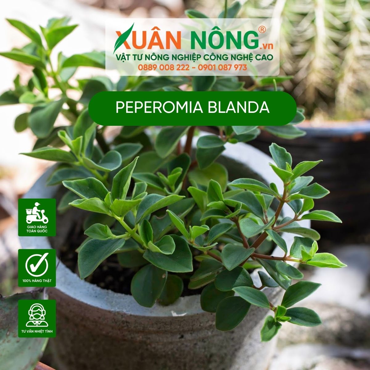 cach-trong-Peperomia-blanda