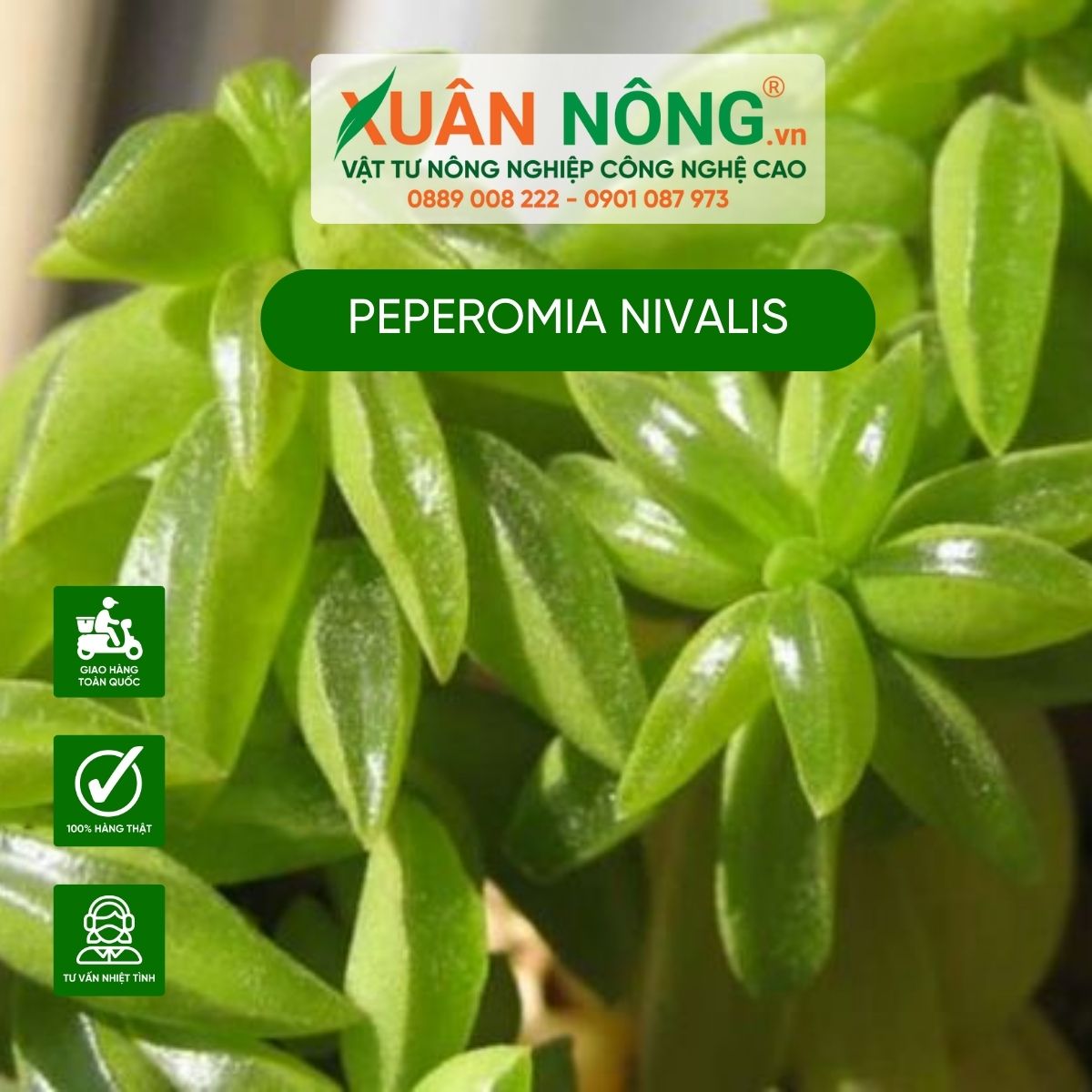 cach-trong-Peperomia-nivalis