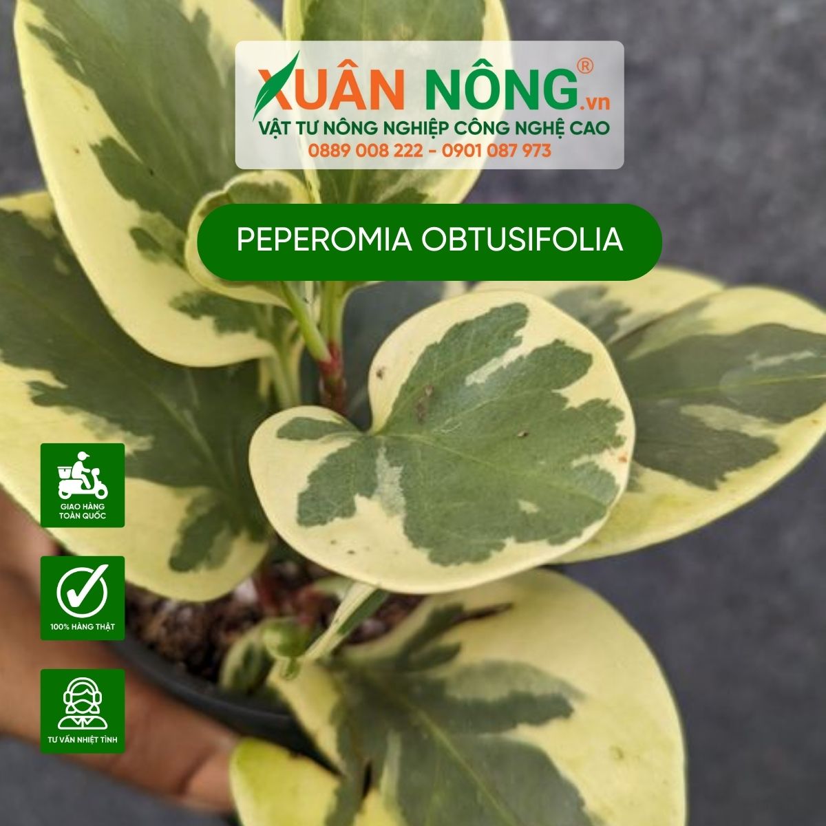 cach-trong-Peperomia-obtusifolia