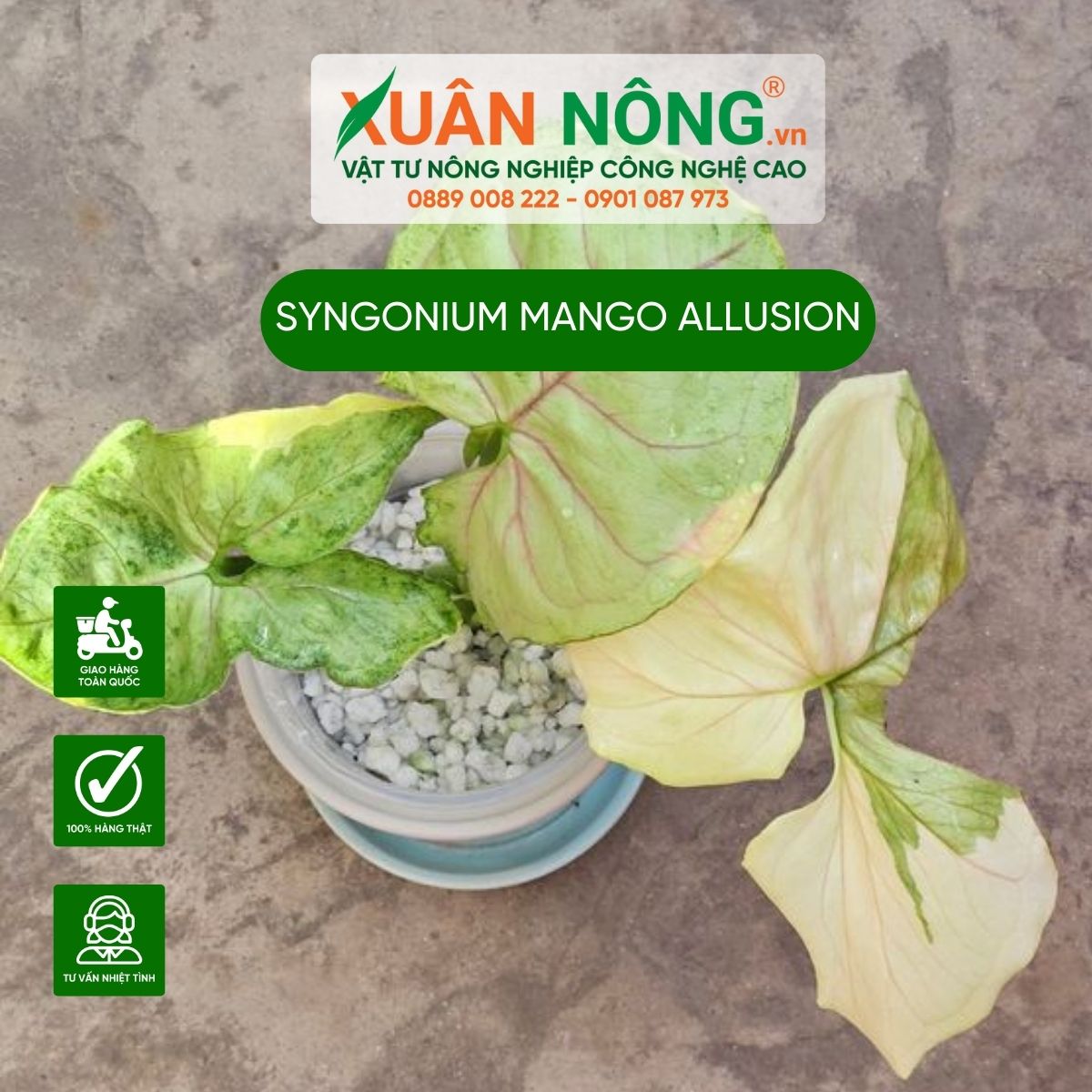 cach-trong-Syngonium-Mango-Allusion