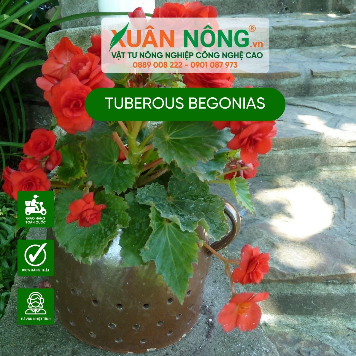 cach-trong-Tuberous-begonias