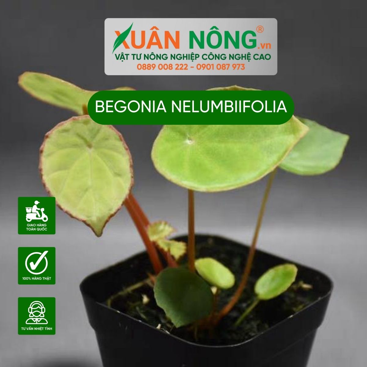 cach-trong-begonia-nelumbiifolia