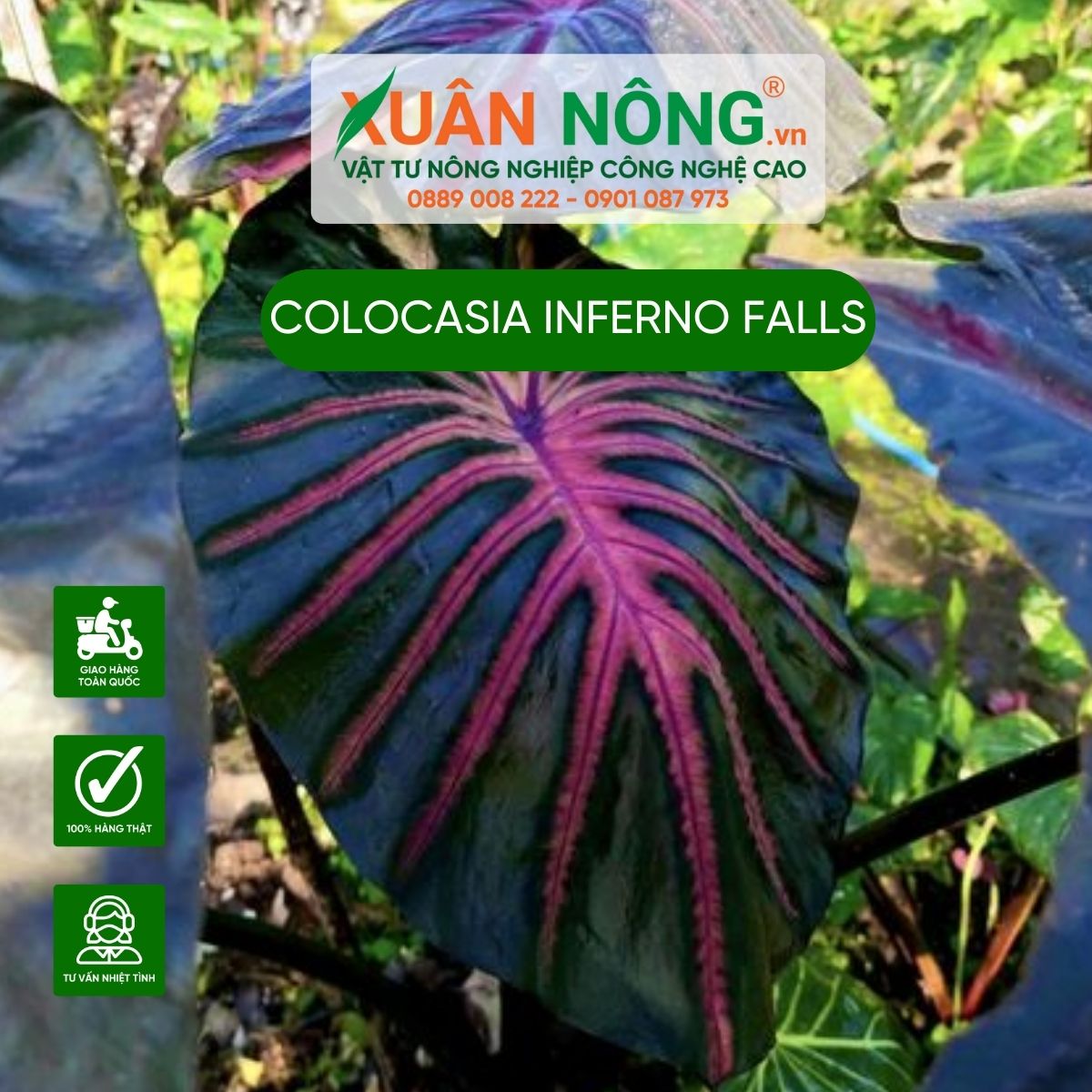 cach-trong-cay-Colocasia-Inferno-falls