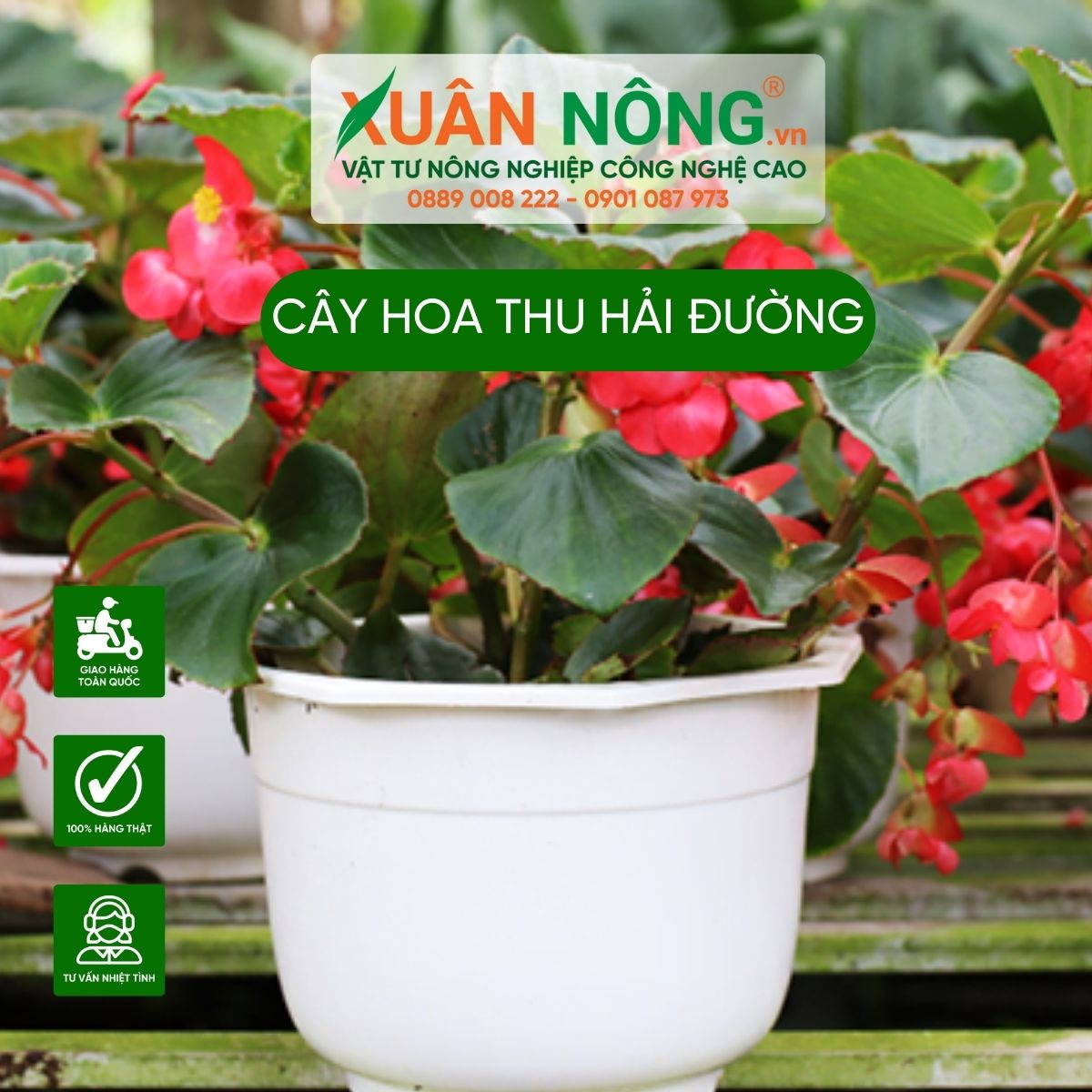 cach-trong-cay-hoa-thu-hai-duong