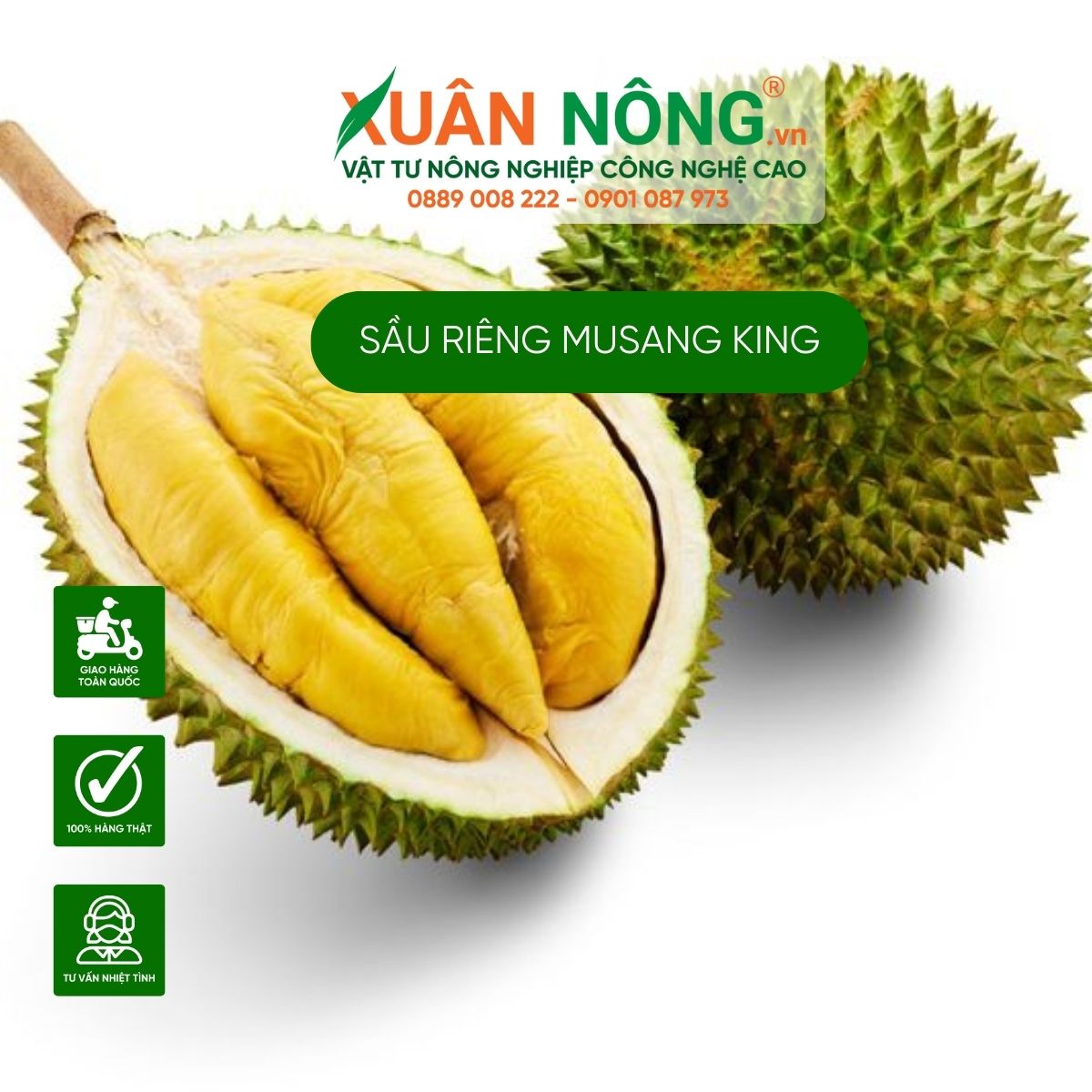 cach-trong-sau-rieng-musang-king