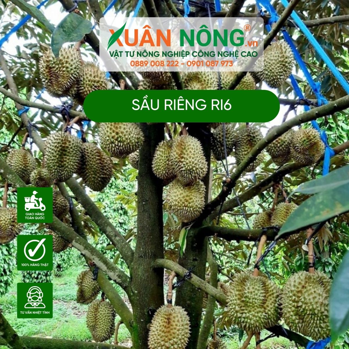 cach-trong-sau-rieng-ri6-nang-suat