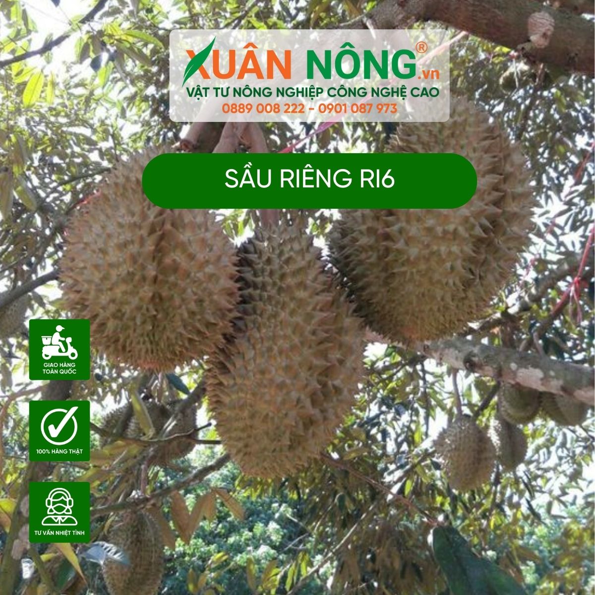 cach-trong-sau-rieng-ri6 1