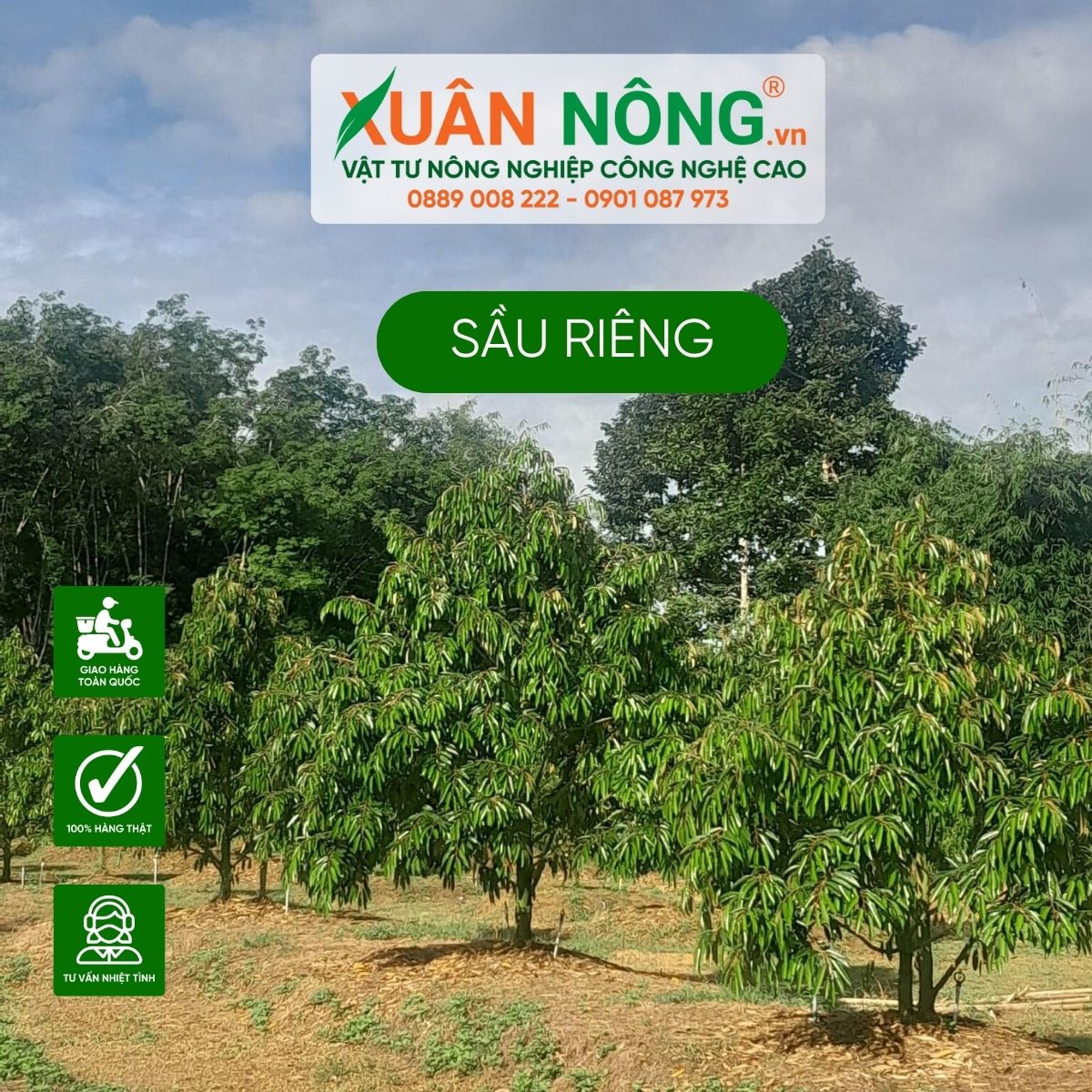 cach-trong-sau-rieng 1