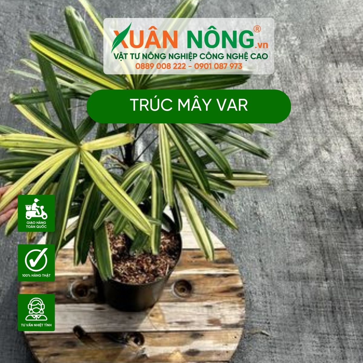 cach-trong-truc-may-var