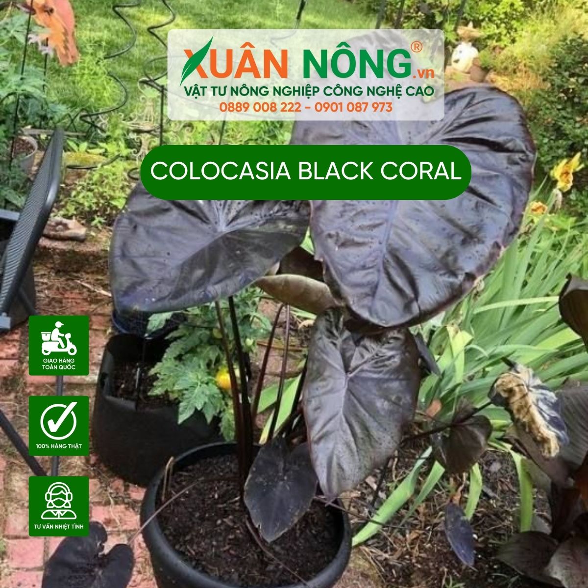 cham-soc-Colocasia-Black-Coral