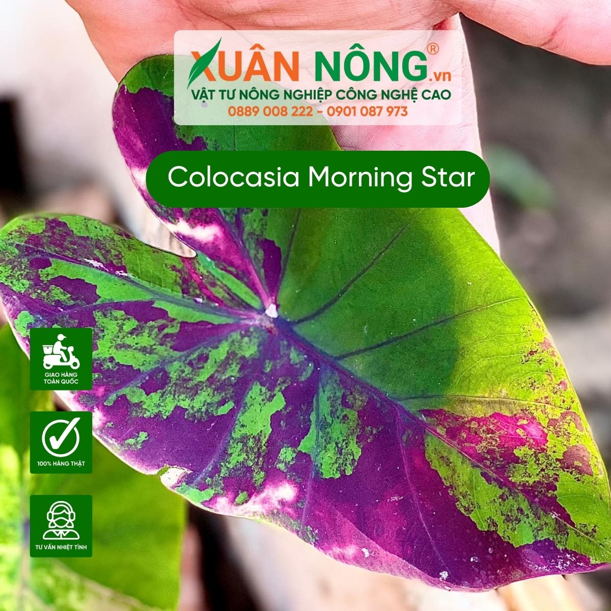 cham-soc-Colocasia-Morning-Star