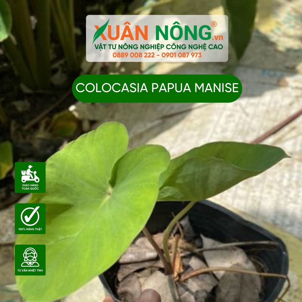 cham-soc-Colocasia-Papua-Manise