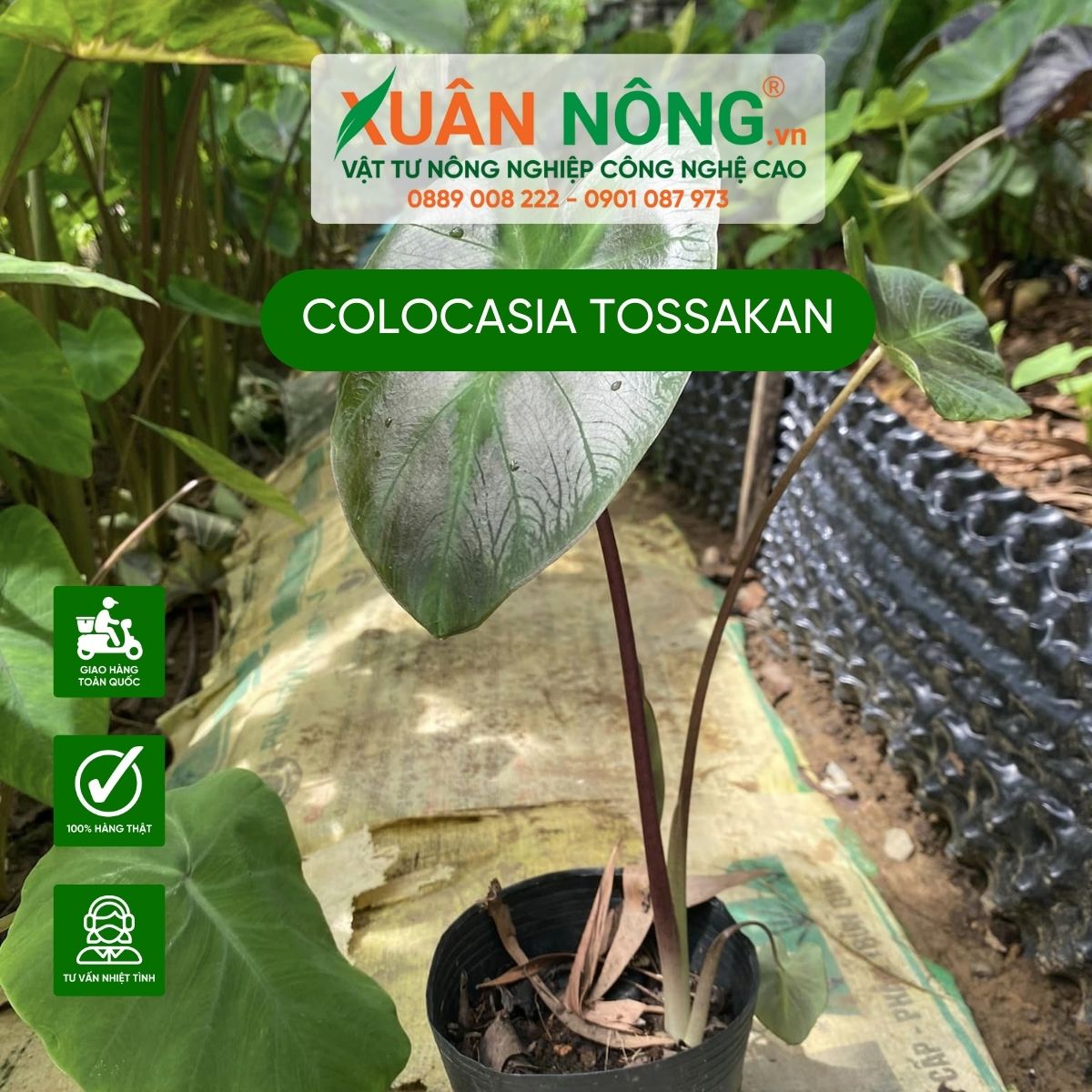 cham-soc-Colocasia-Tossakan