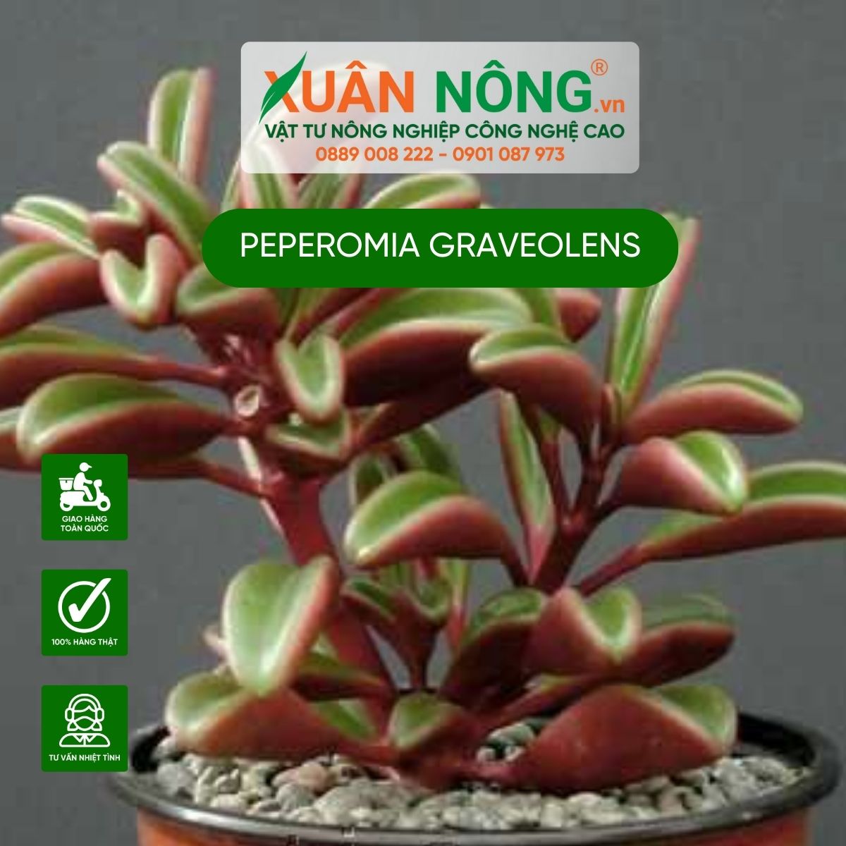 cham-soc-Peperomia-graveolens