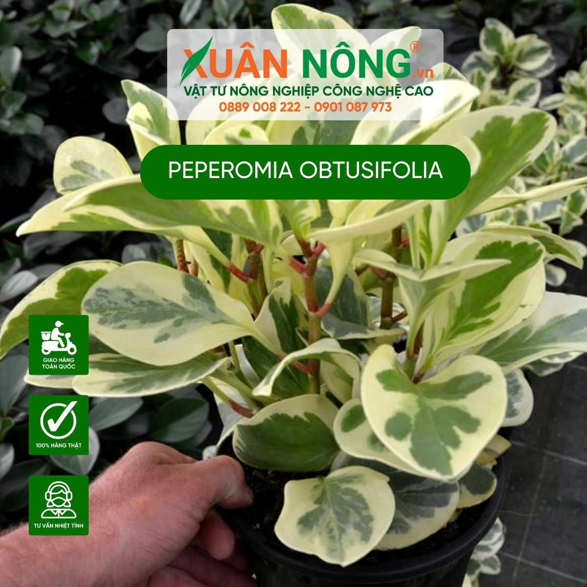 cham-soc-Peperomia-obtusifolia