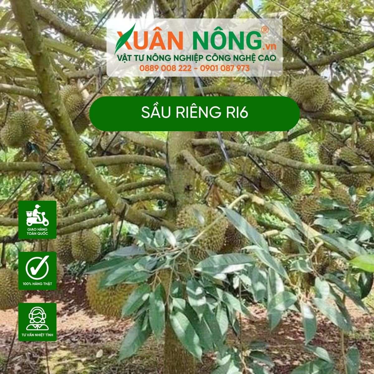 cham-soc-cach-trong-sau-rieng-ri6