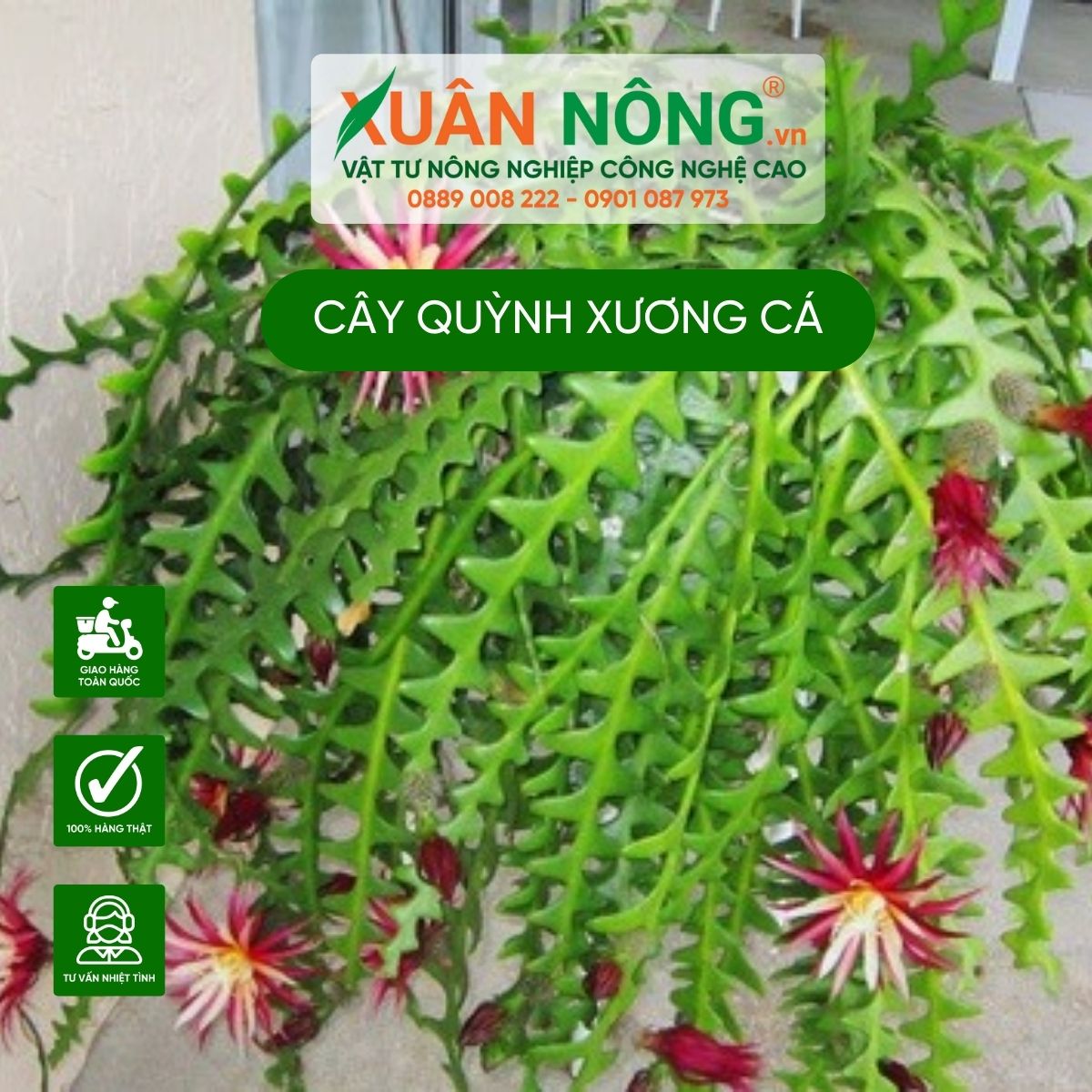 cham-soc-cay-quynh-xuong-ca