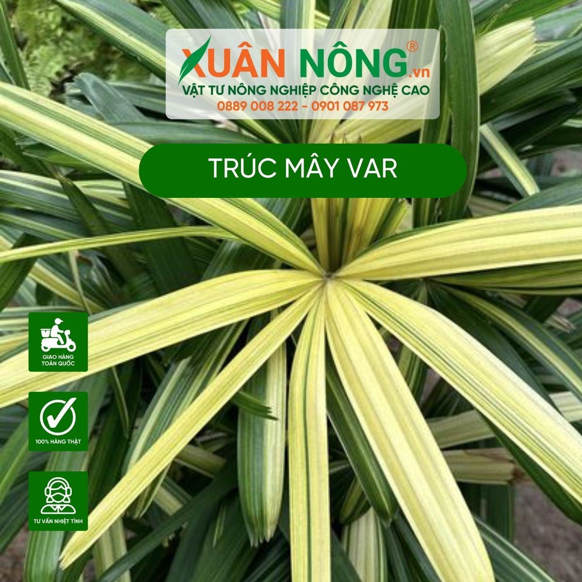 cham-soc-truc-may-var