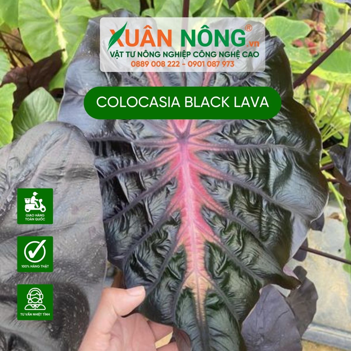 dac-deim-Colocasia-Black-Lava