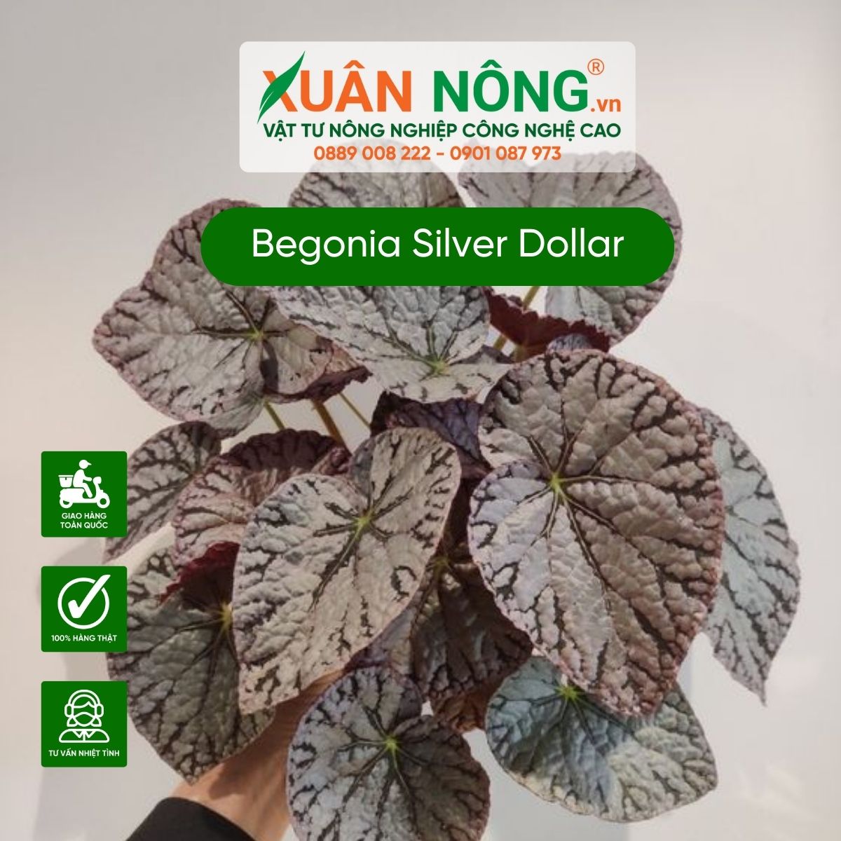 dac-diem-Begonia-Silver-Dollar