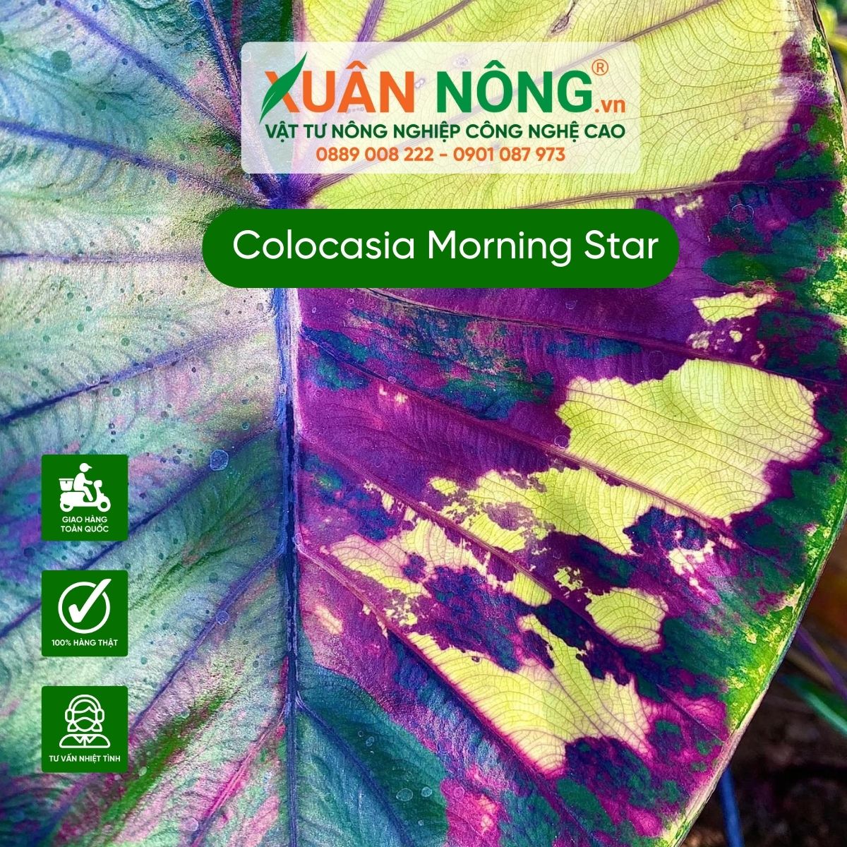 dac-diem-Colocasia-Morning-Star