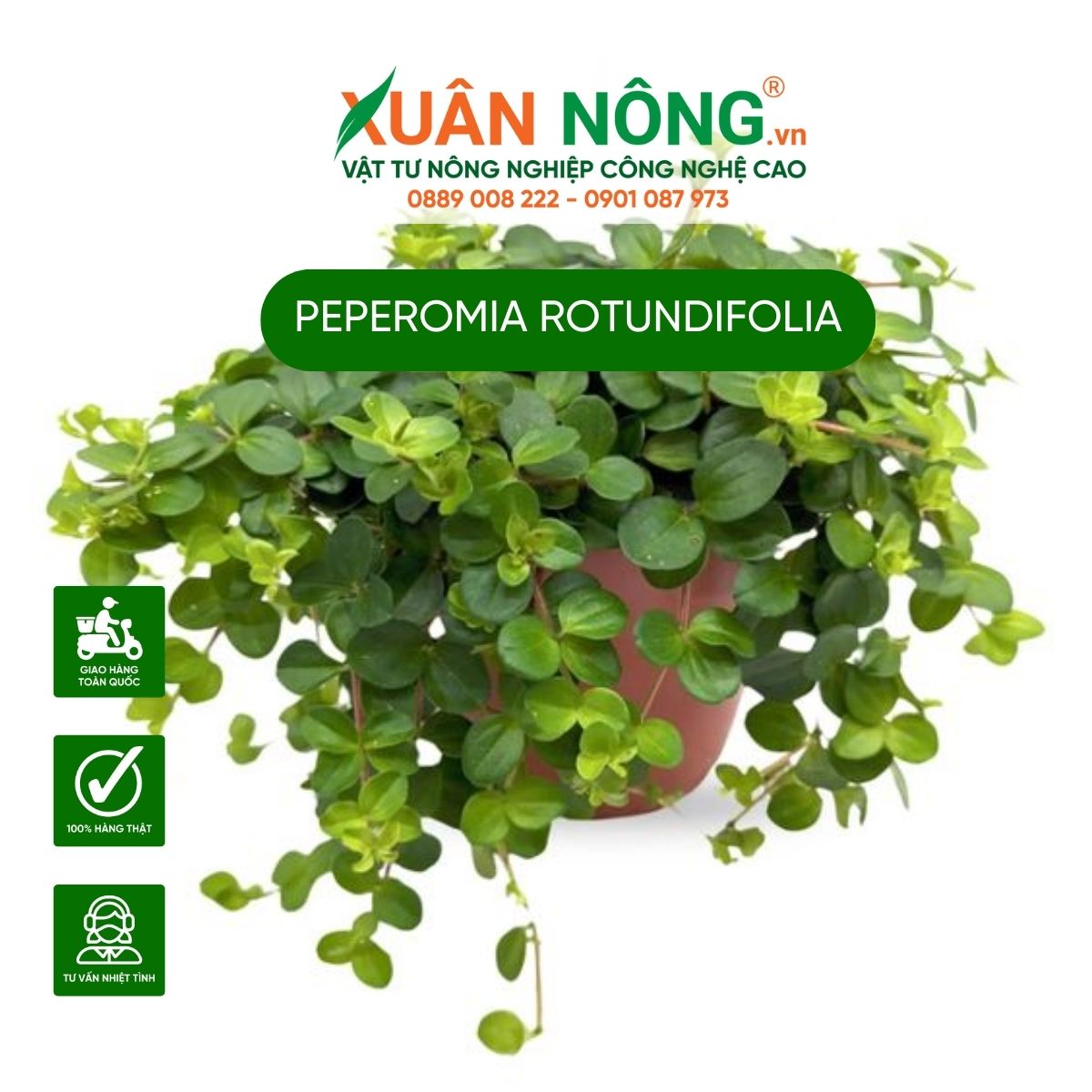 dac-diem-Peperomia-rotundifolia