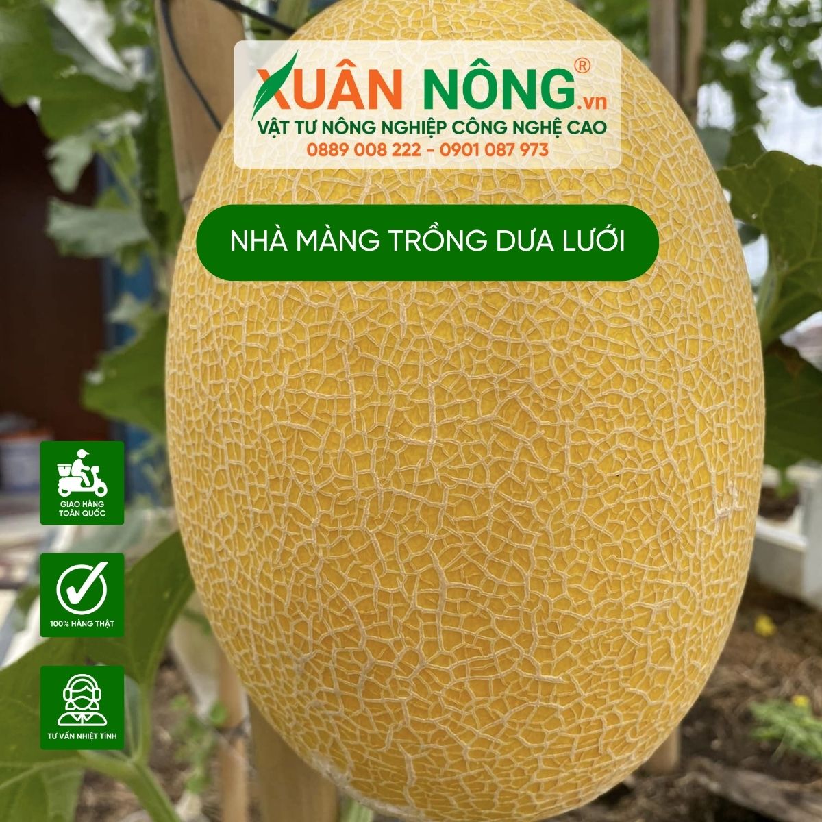 doi-mo-hinh-nha-mang-trong-dua-luoi