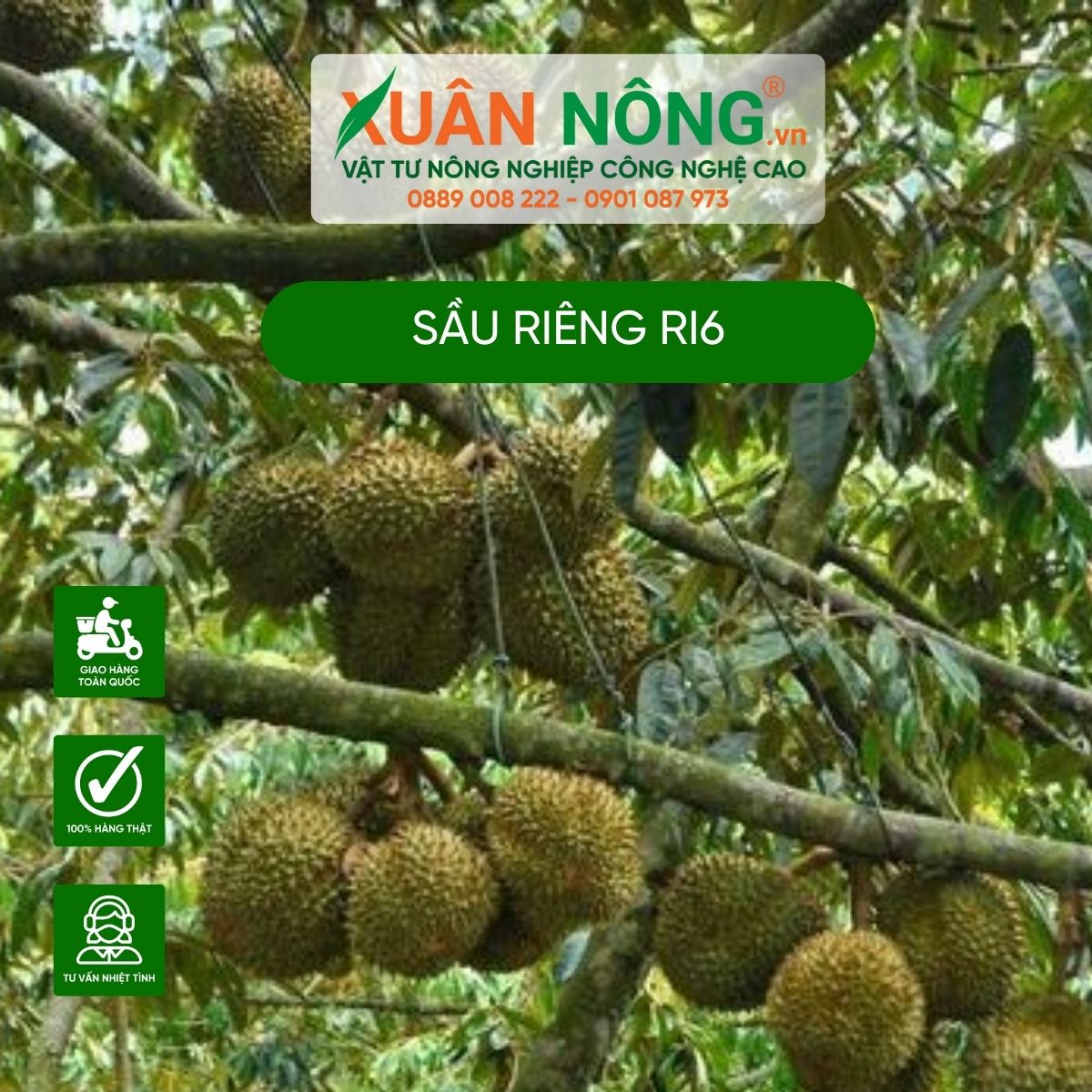 gia-ban-sau-rieng-ri6