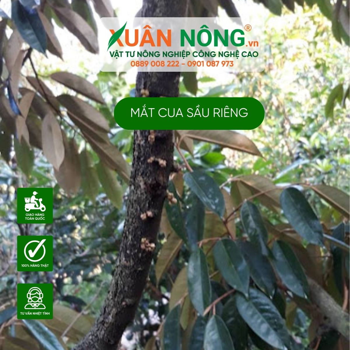 mat-cua-sau-rieng-bi-den