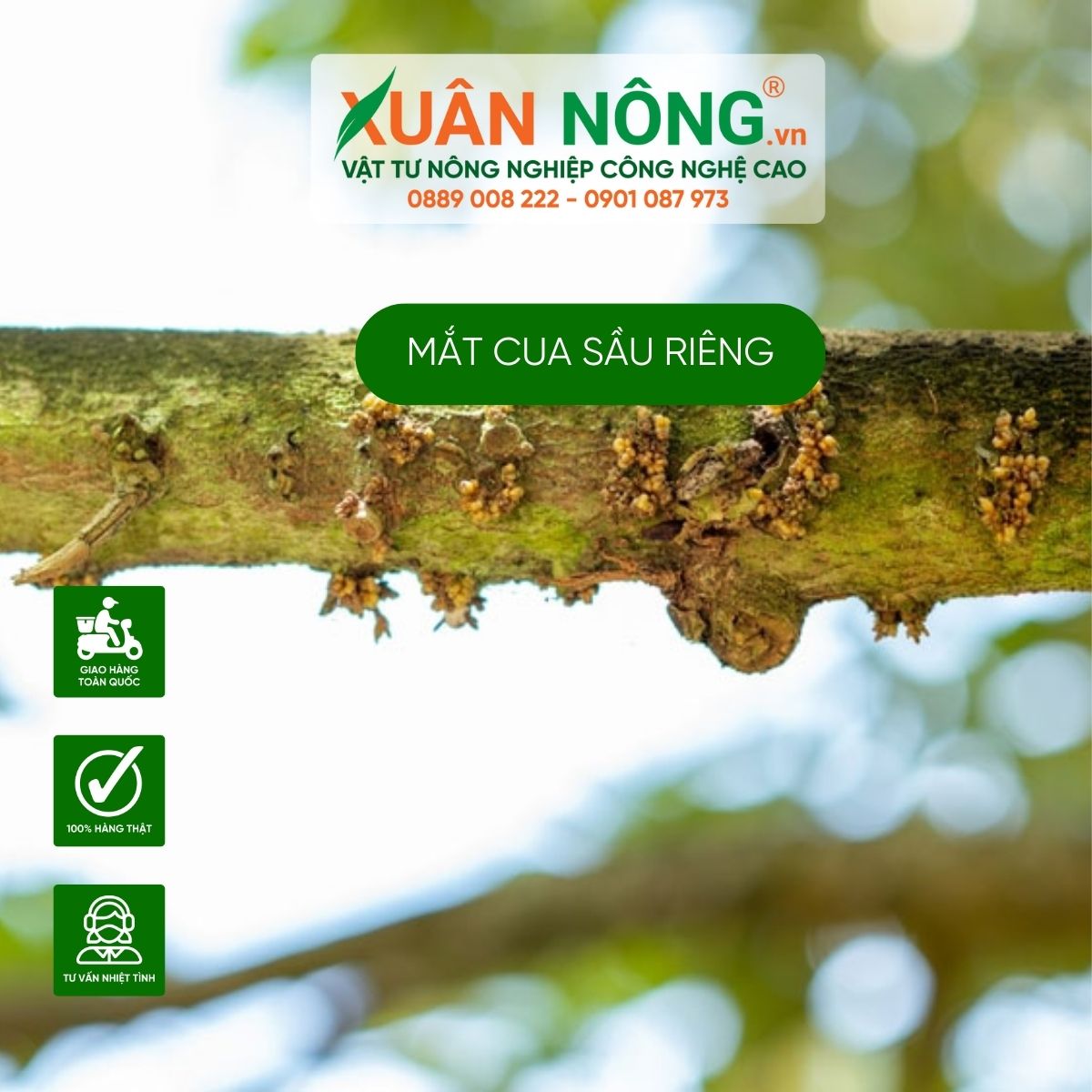 mat-cua-sau-rieng-gap-mua