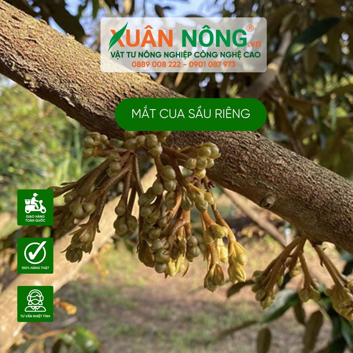 mat-cua-sau-rieng