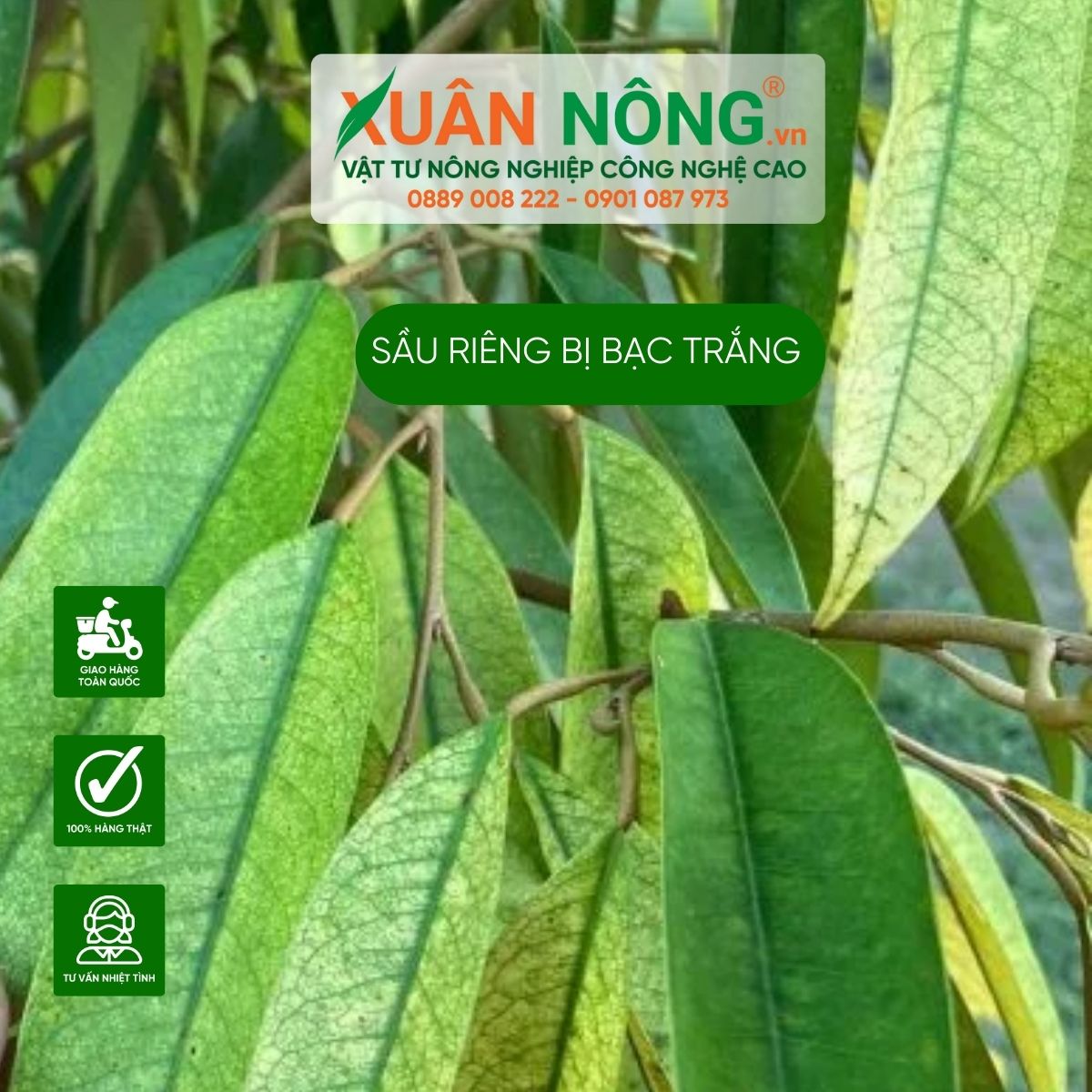 nguyen-nhan-sau-rieng-bi-bac-trang