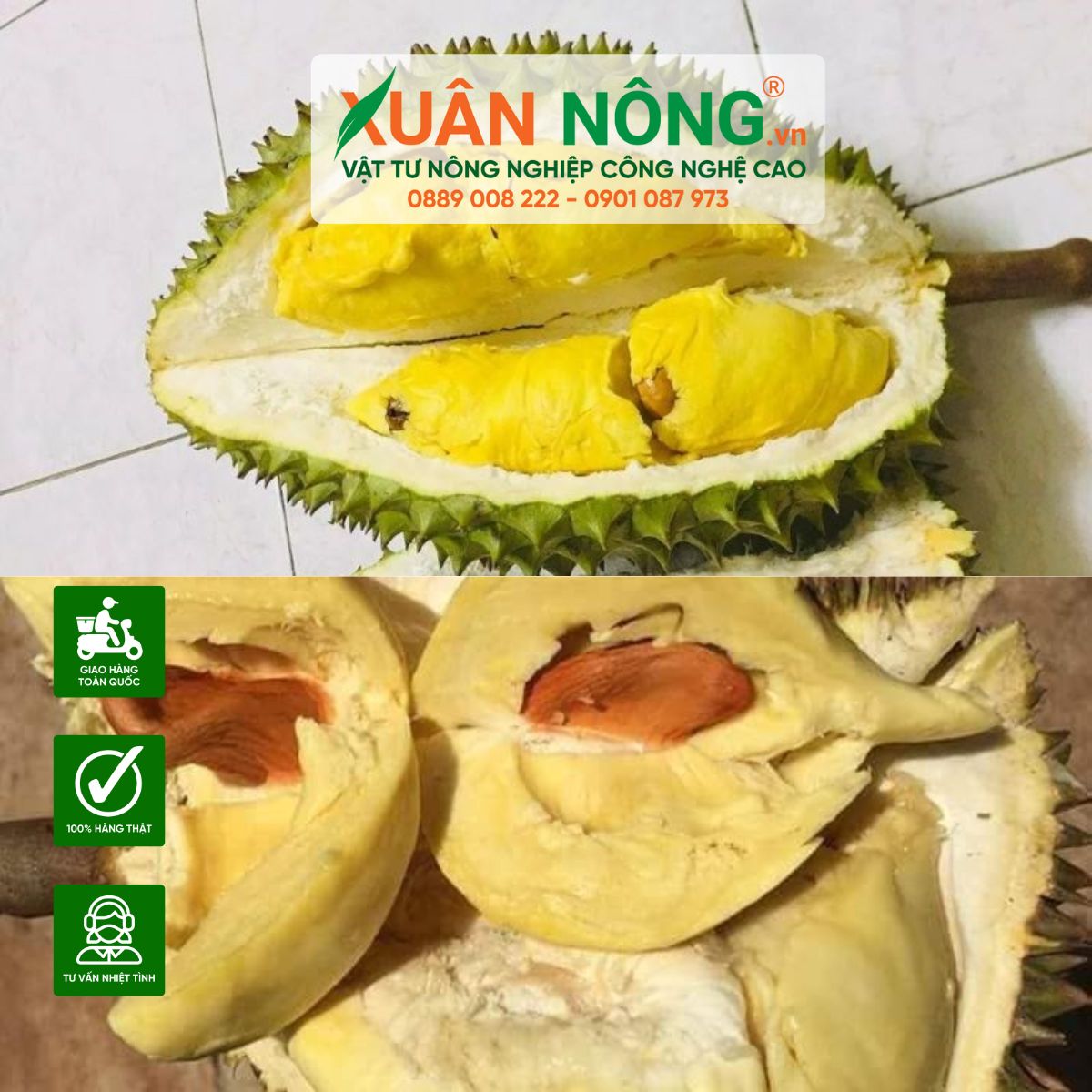 nguyen-nhan-sau-rieng-bi-nhao-mui