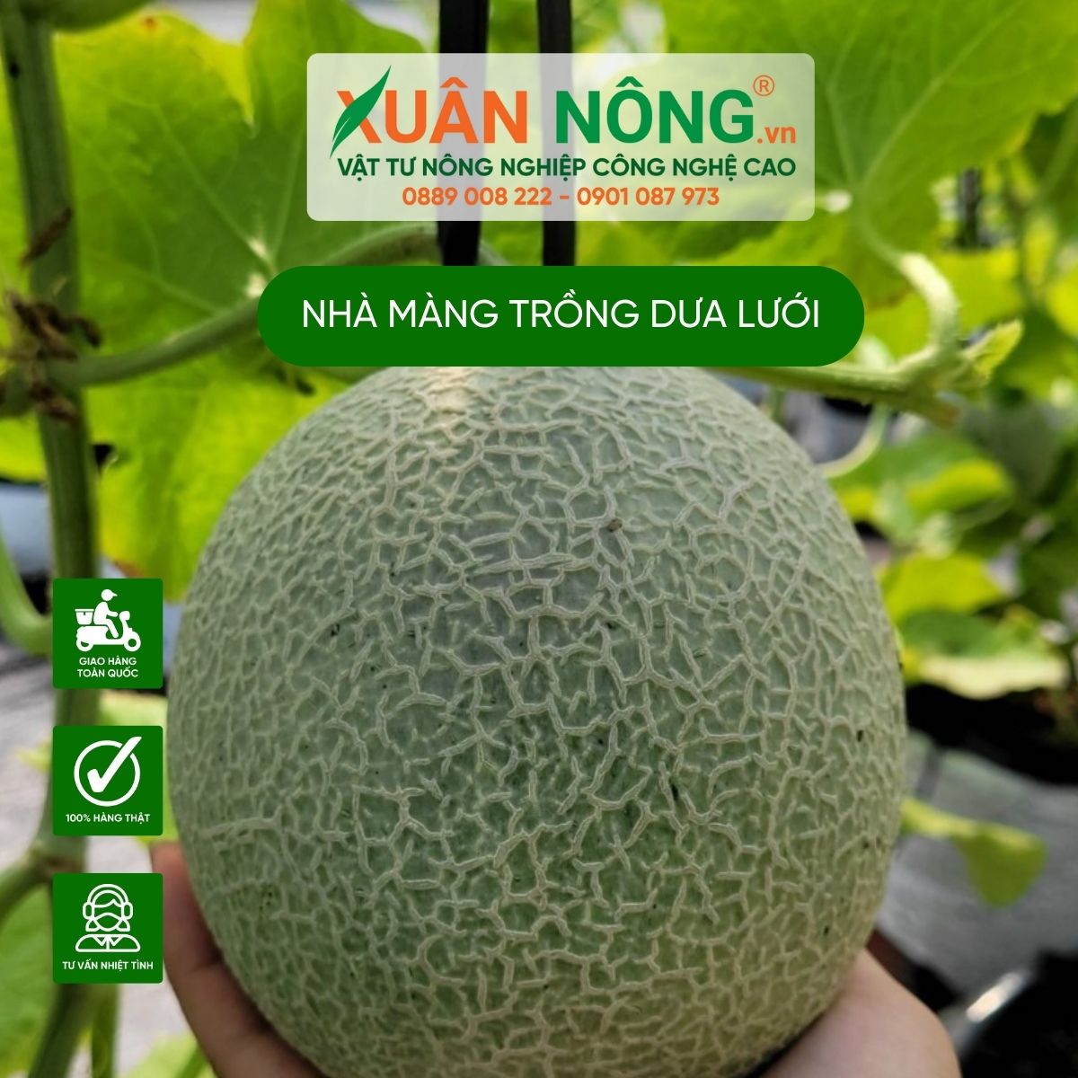 nha-mang-trong-dua-luoi-1