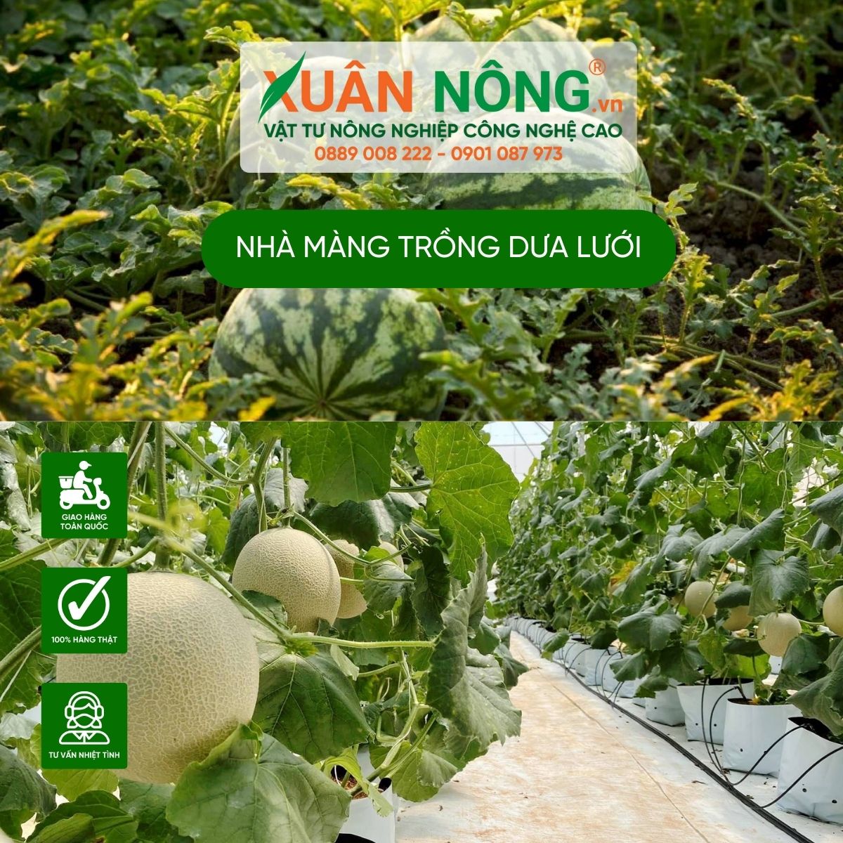 nha-mang-trong-dua-luoi-hieu-qua-cao