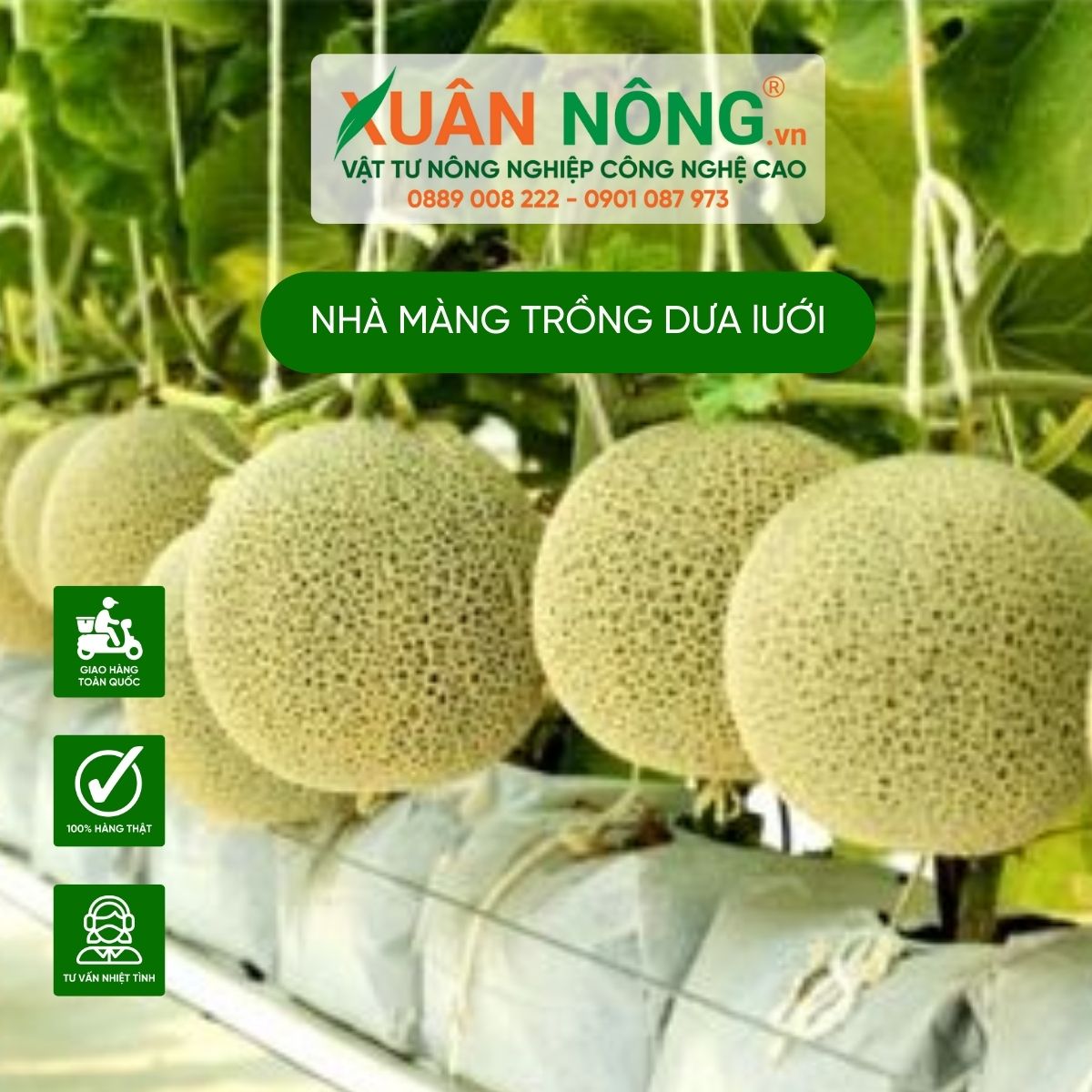 nha-mang-trong-dua-luoi-tren-san-thuong-4