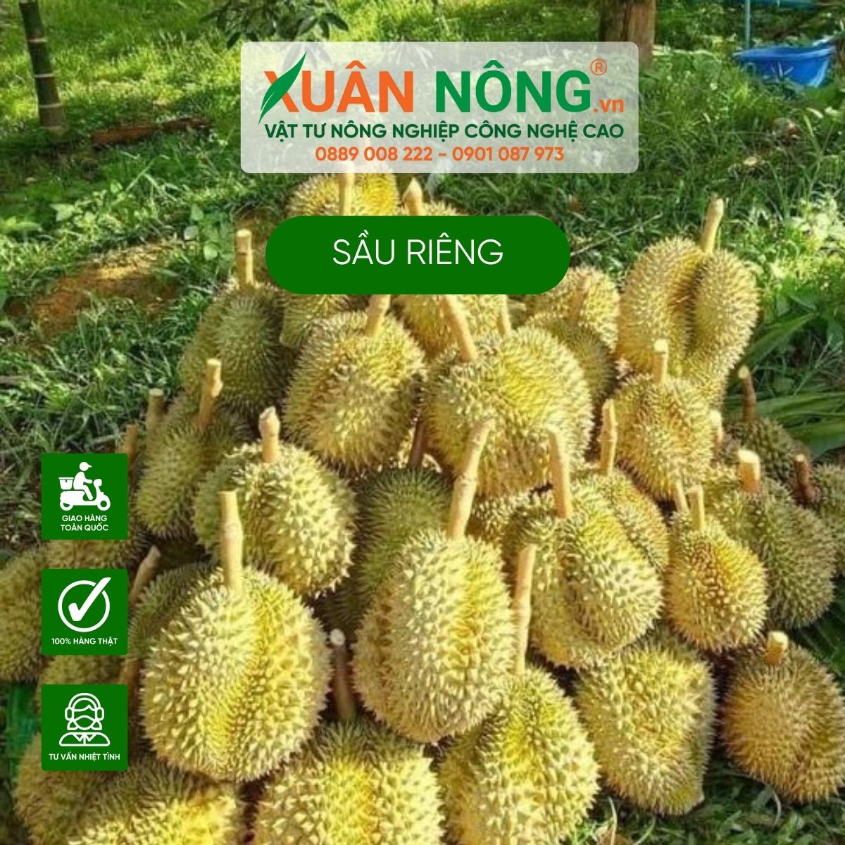 san-luong-sau-rieng