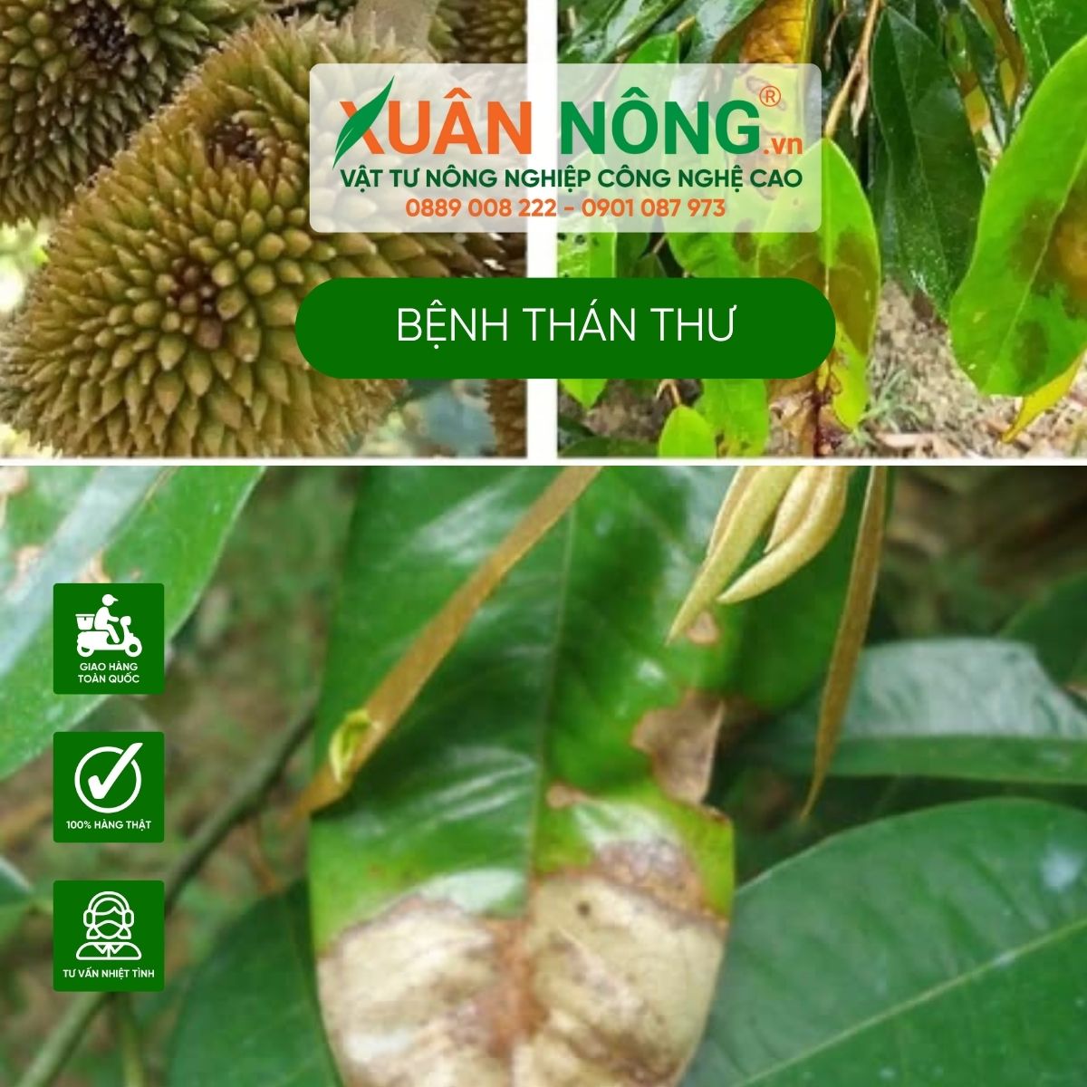 sau-rieng-benh-than-thu