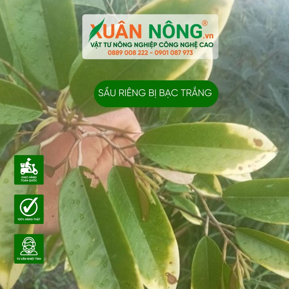 sau-rieng-bi-bac-trang