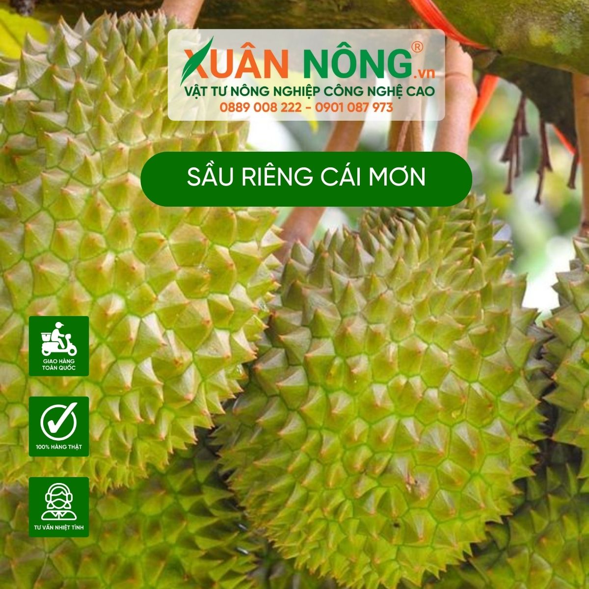 sau-rieng-cai-mon-la-sau-rieng-gi