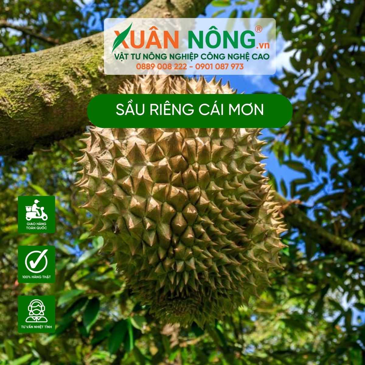 sau-rieng-cai-mon-mua-o-dau