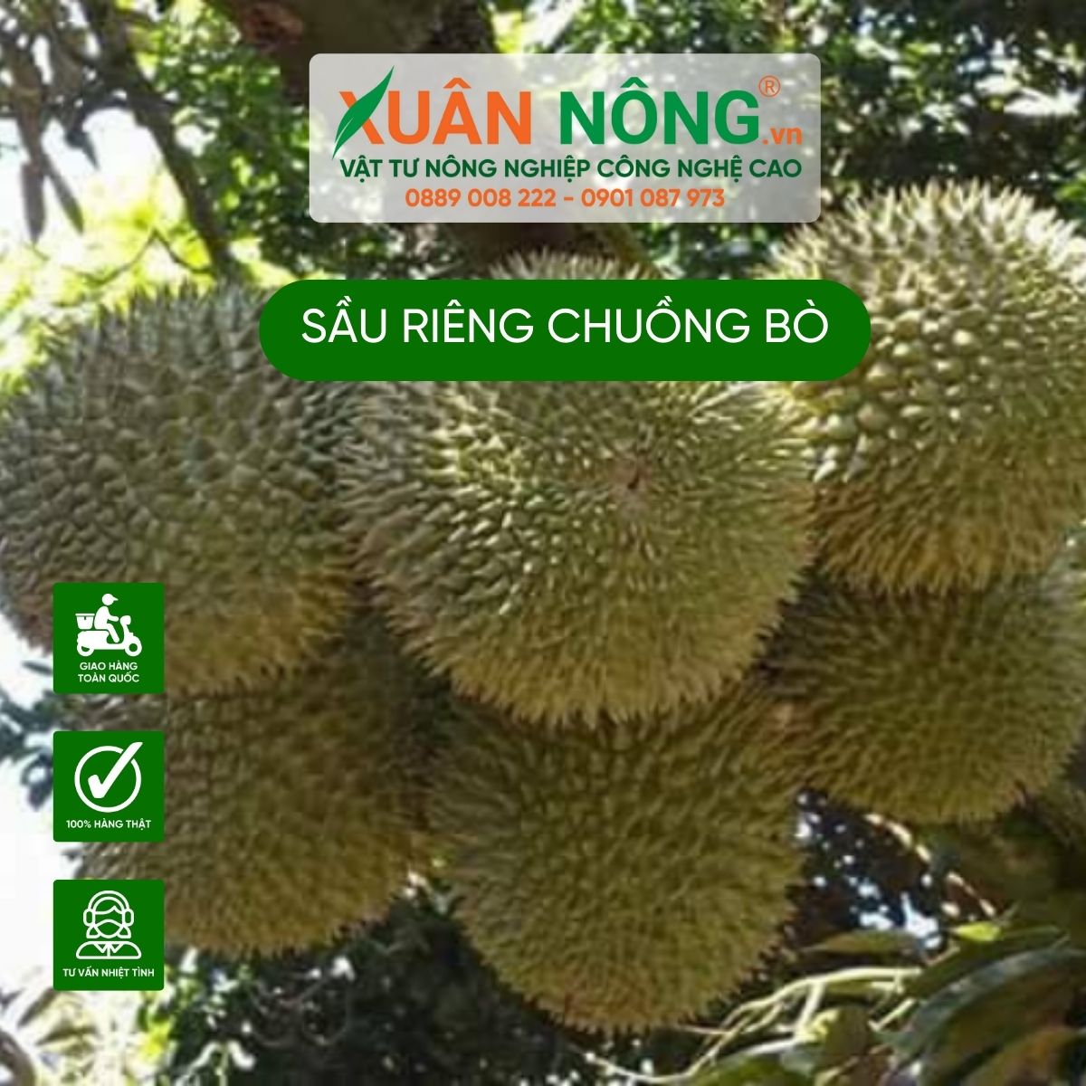 sau-rieng-chuong-bo-la-sau-rieng-gi