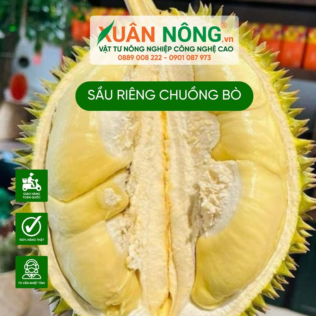 sau-rieng-chuong-bo-mua-o-dau