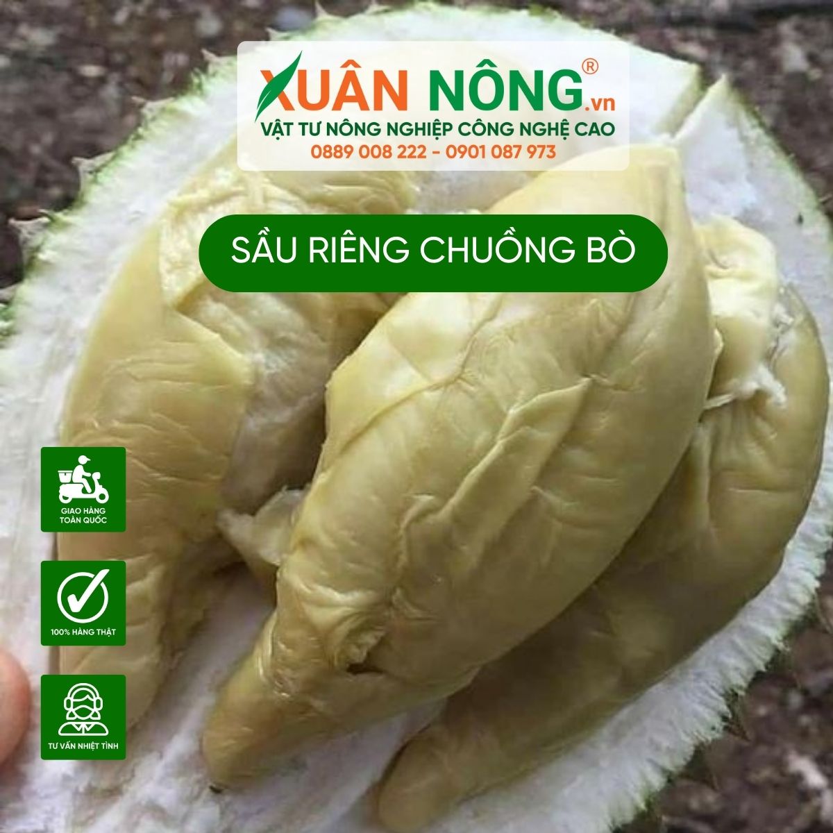 sau-rieng-chuong-bo