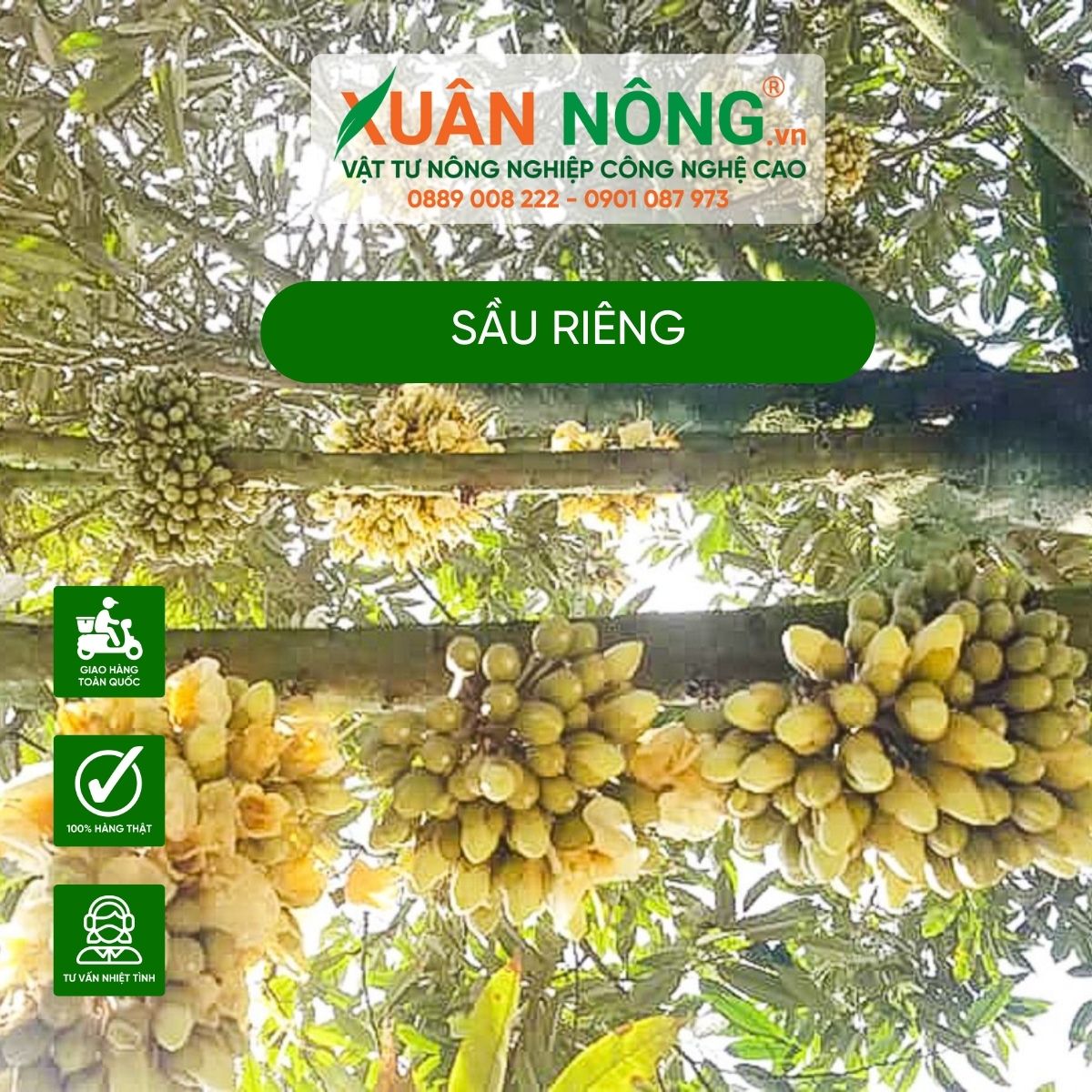 sau-rieng-no-hoa